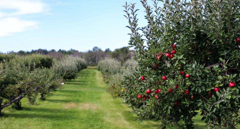 If you are looking for the best ladders for orchards then you came to the right place. We have made a list and we tried our best to explain all the features. You should check it out if you are looking to pick your fruits with orchard ladders.